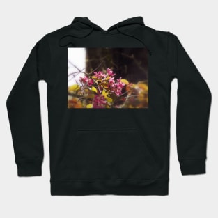 red Malus 'Radiant' crab apple blossoms #9 Hoodie